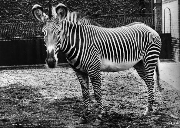 Zebra