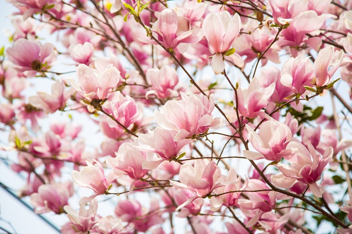 Pennsylvania Cherry Blossoms: When Will They Bloom?