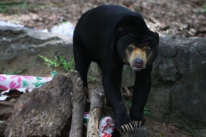 Sun Bear