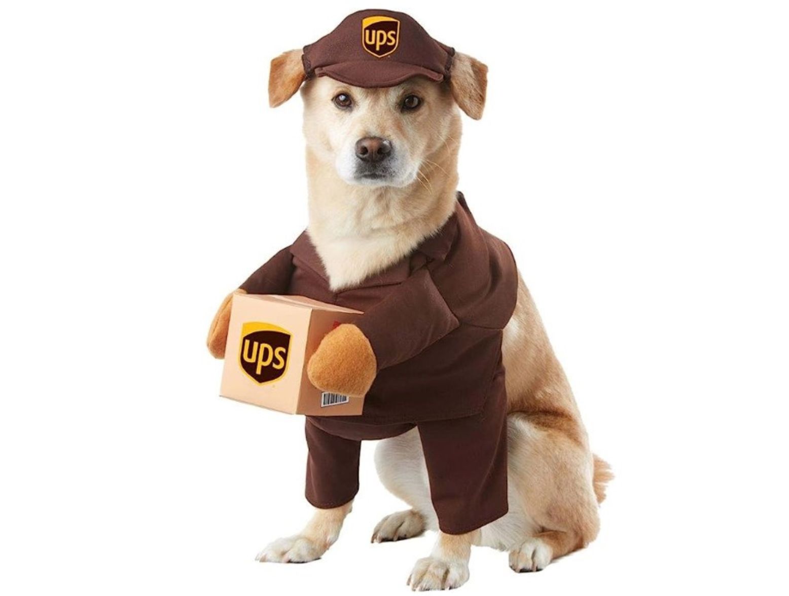 Philadelphia Eagles Running Dog Costume