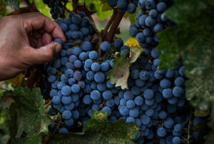 Wine grapes